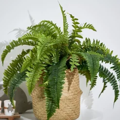 CASA Plantas Artificiales|Boston Planta Helecho Verde